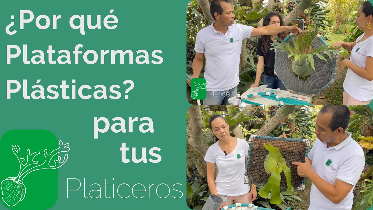 🏡😃Macetas para Cuerno de Alce fabricalas facil en casa🌲