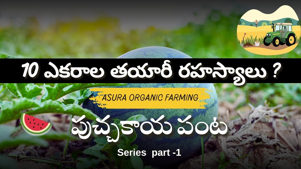 పుచ్చకాయ పంట | Water Melon Farming |Series Part - 1| Asura Organics | in Telugu | @AsuraOrganics