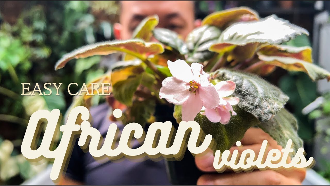 EASIEST Way to Care and Propagate African Violets - Streptocarpus sect. saintpaulia - WITH UPDATES