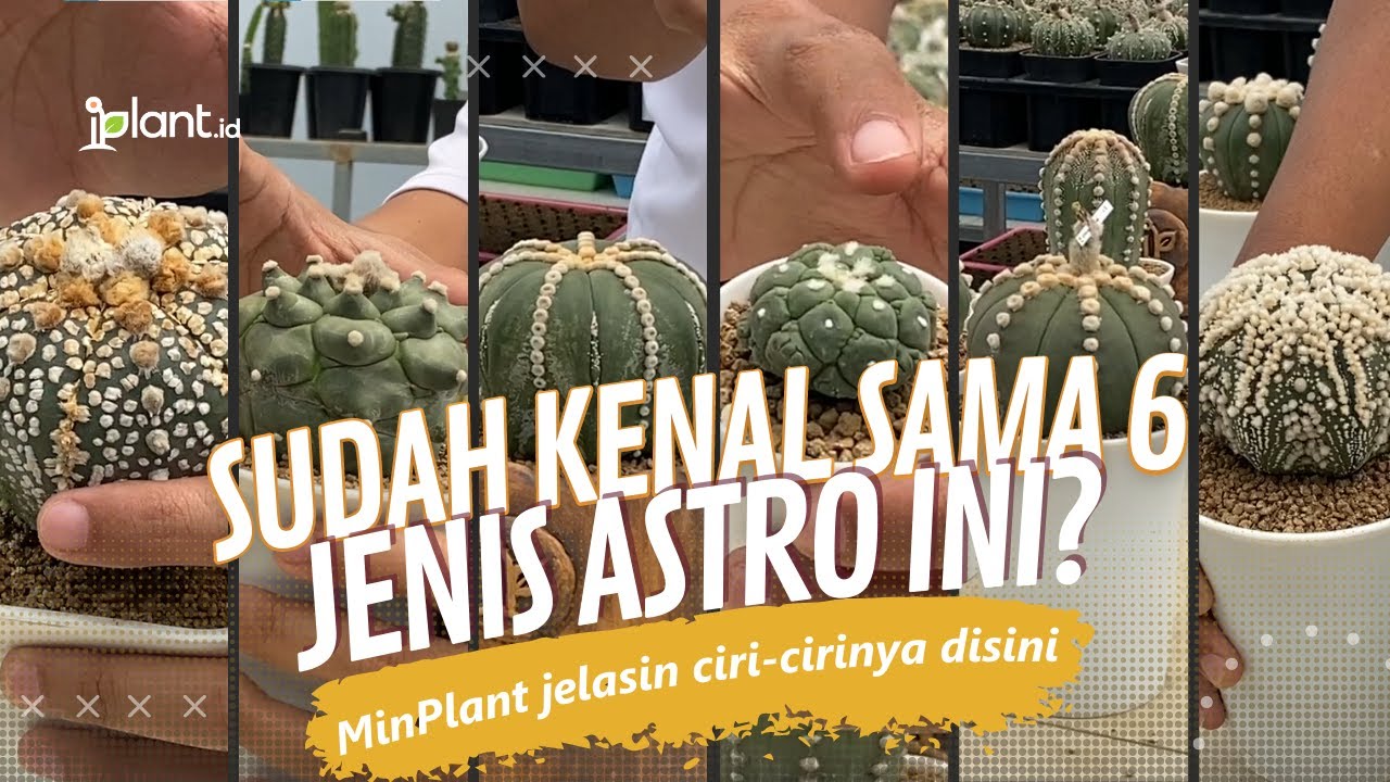 6 Kaktus Astro ini Lagi Banyak Di Cari! Kenali Cirinya Yuk.