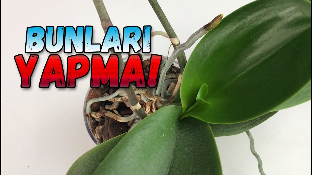 Не делайте этого с орхидеями!