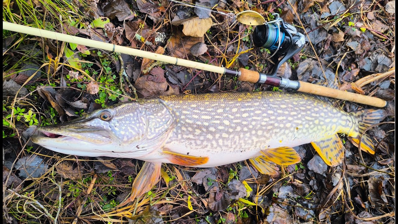 Pike fishing compilation Ep.2 PB Pike