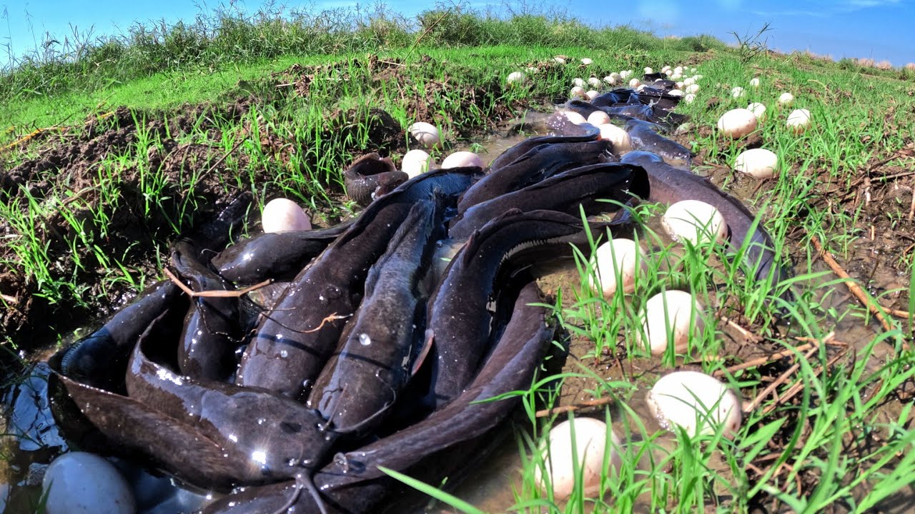 Top Fisherman - pick duck eggs and catch a lot of fish in field in tractor road with little water