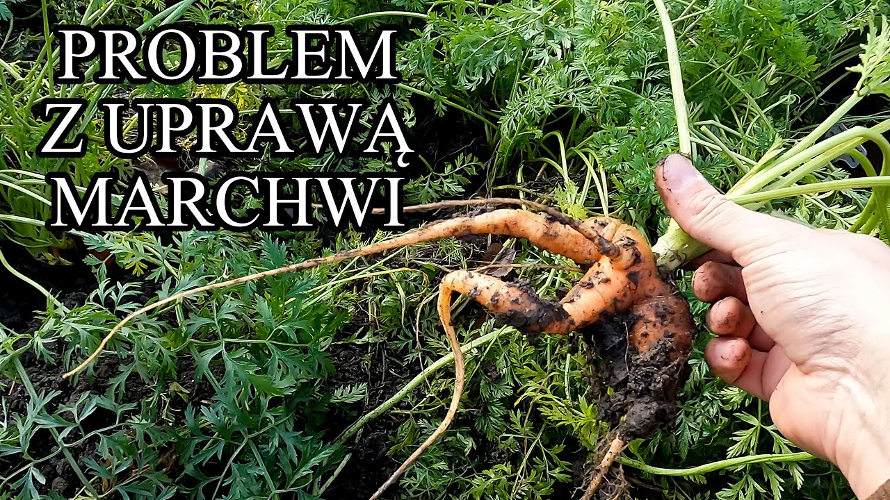Problem z uprawą marchwi