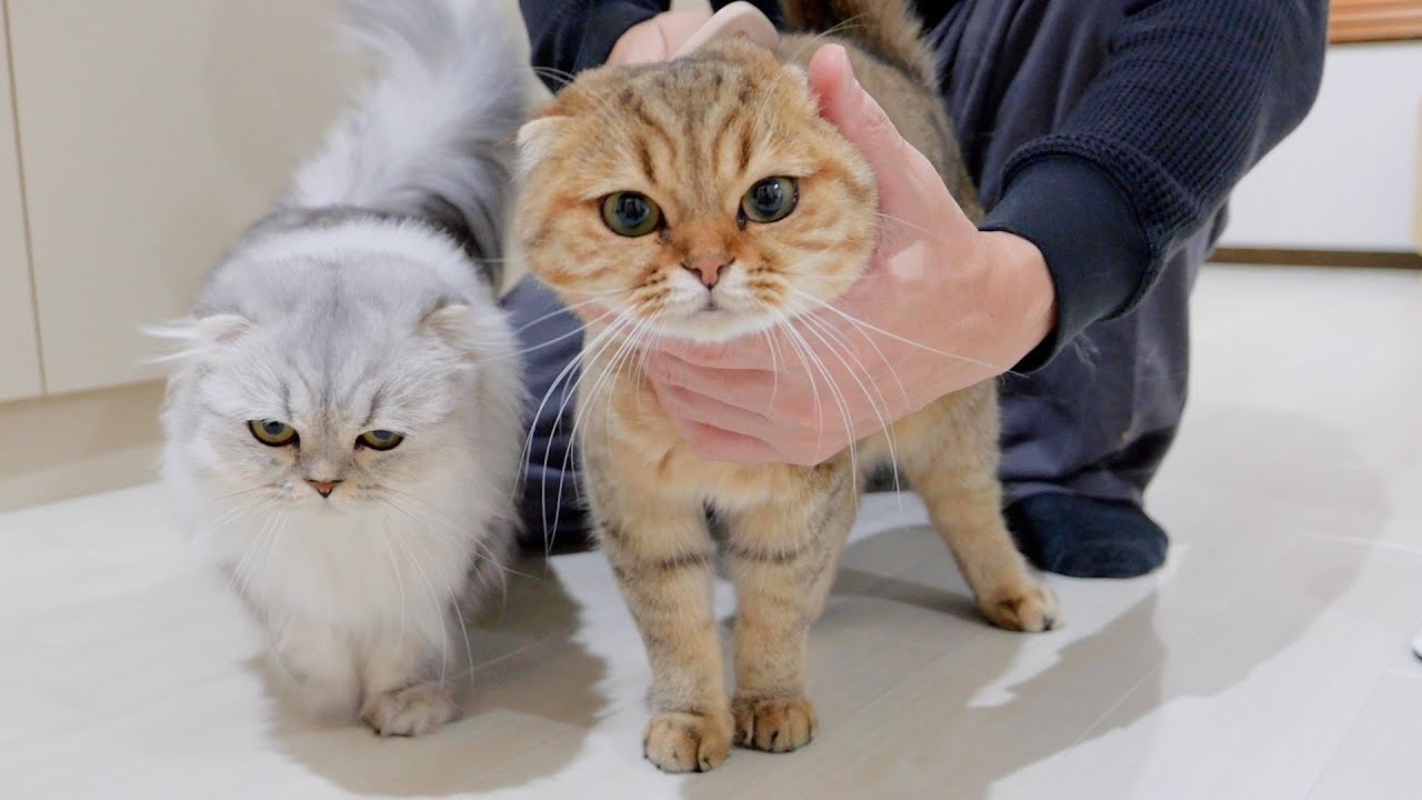 Реакция котят на внезапное исчезновение их хозяина была такой милой!