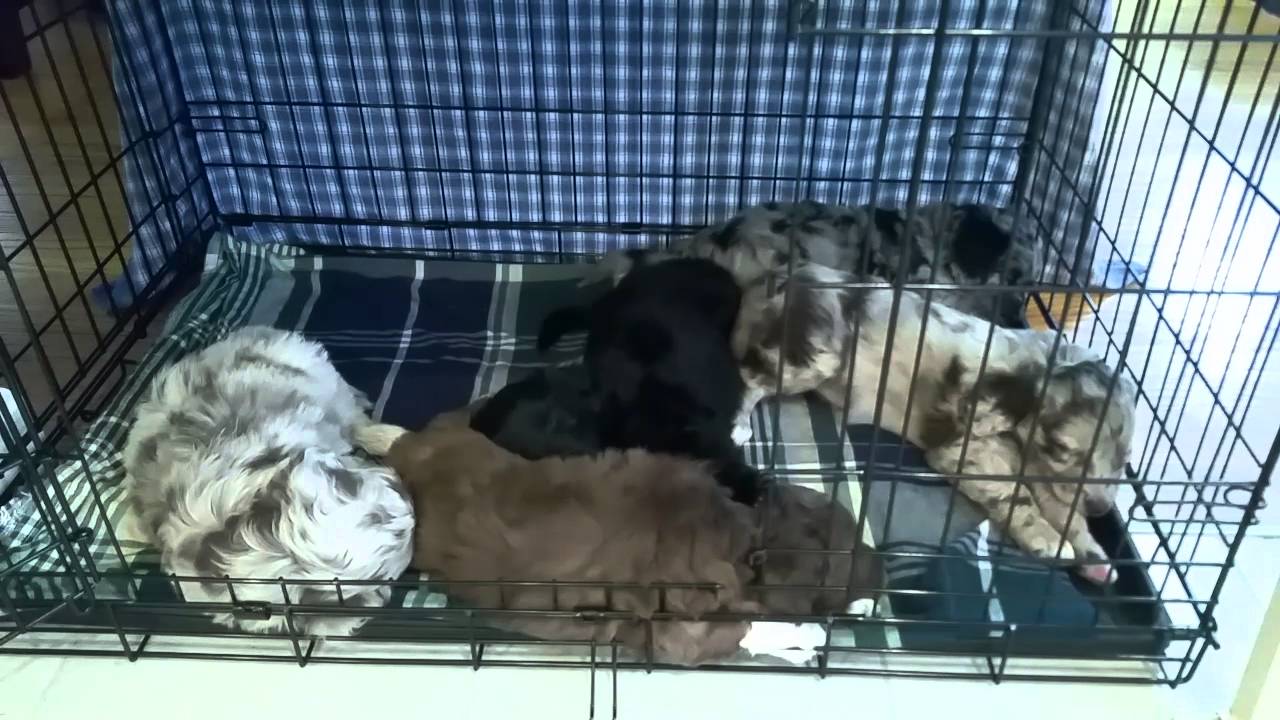 How to prepare your home for a new AussieDoodle Puppy