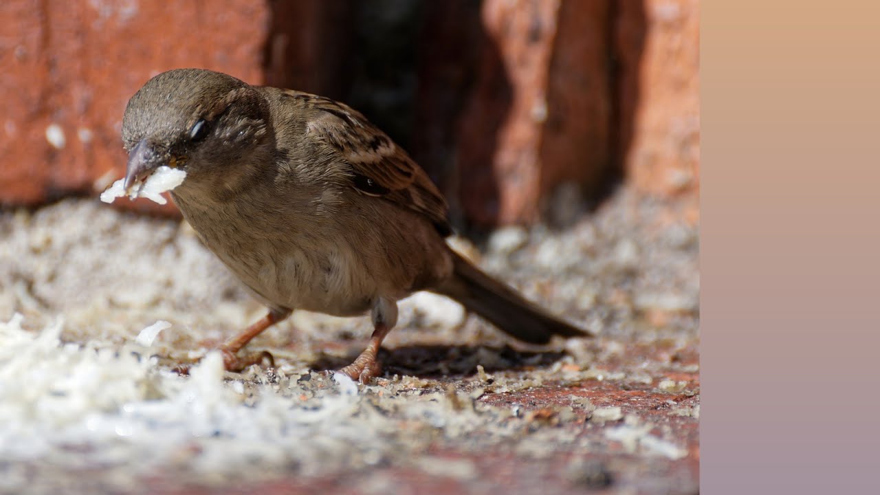 SPARROWS eating food// BiRd enjoy moment// BiRd funny moment