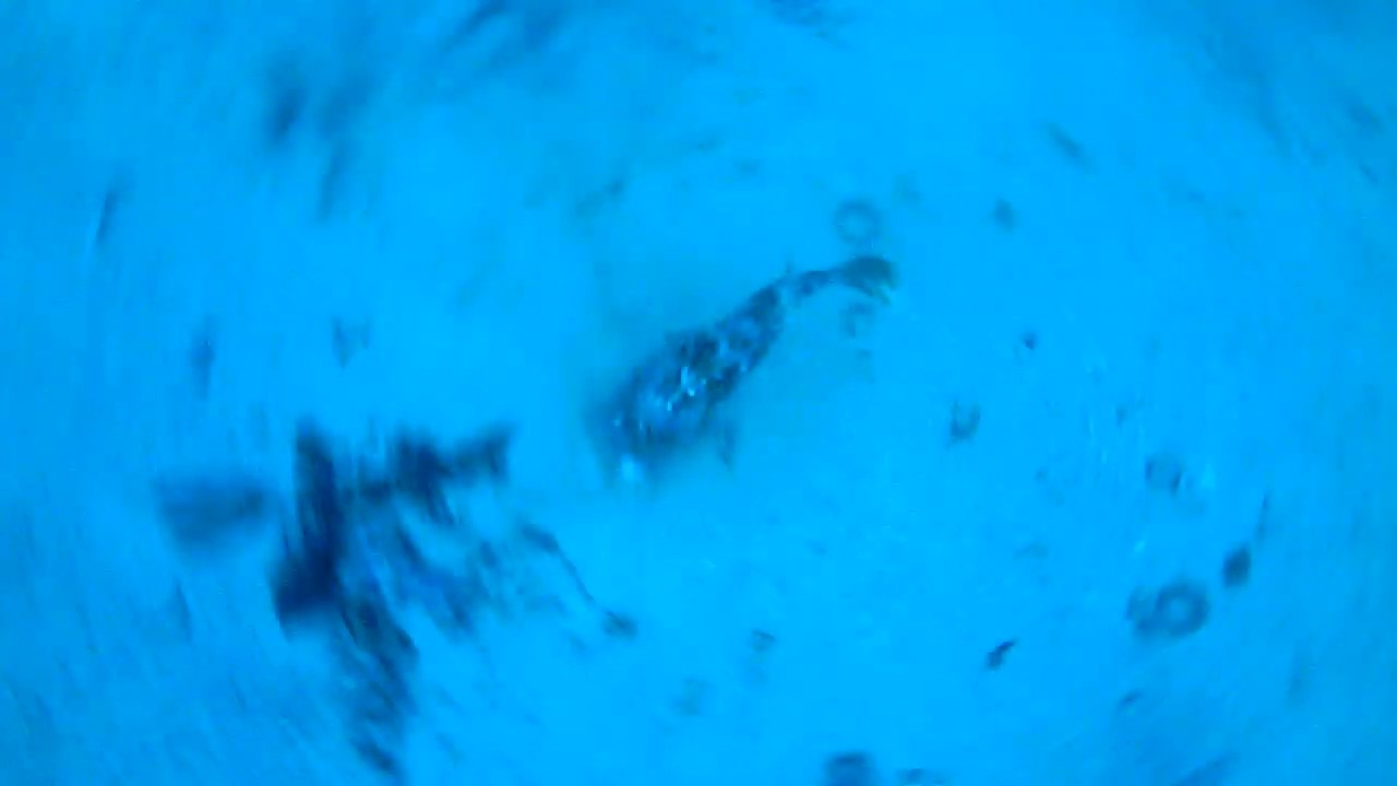 inchiku triplete