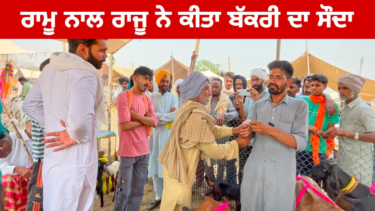 ਰਾਮੂ ਨਾਲ ਰਾਜੂ ਨੇ ਕੀਤਾ ਬੱਕਰੀ ਦਾ ਸੌਦਾ | Tungwali bakra mandi | #goat #bakramandi