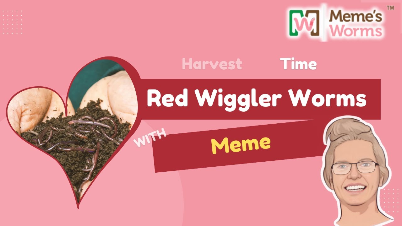 How We Grow Worm Crops At Memes Worm | Meme's Worms