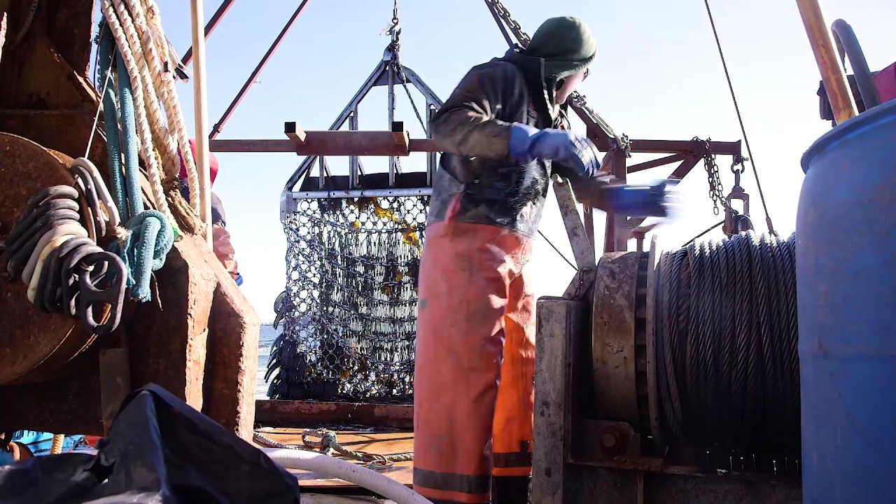 Hard Tellin' Gulf of Maine Scallops