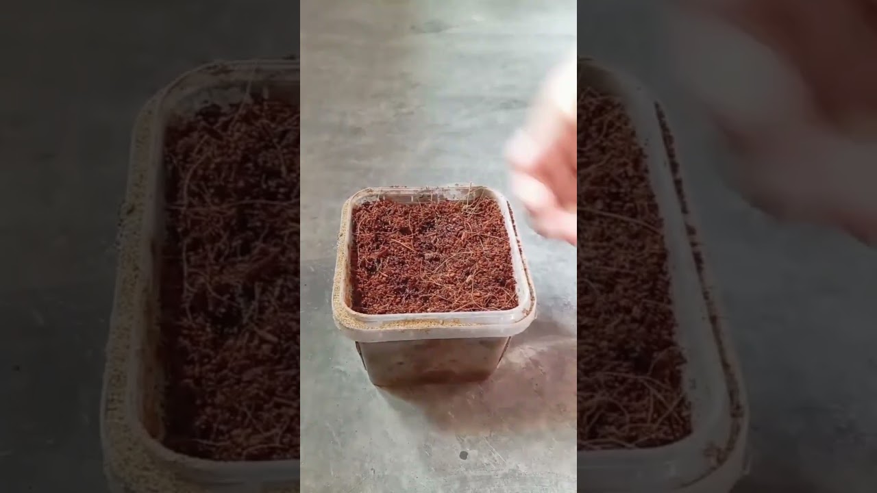 Kraft seeds review|vinca flower seeds germinate|1week seeds germinate|plant|plant review