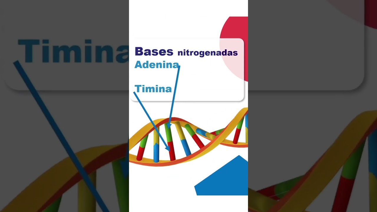 DNA - MORFOLOGIA B&Aacute;SICA