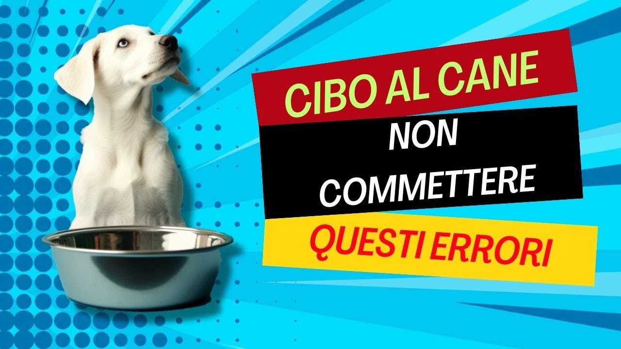 Fai sedere il cane prima di mangiare? Mani nella ciotola? Giusto o sbagliato?