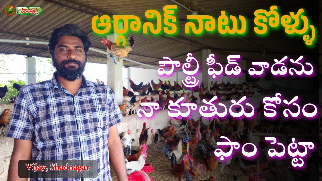 ఆర్గానిక్ నాటు కోళ్ళు పెంచుతున్నా | organic sonali poultry | bhumiputhra