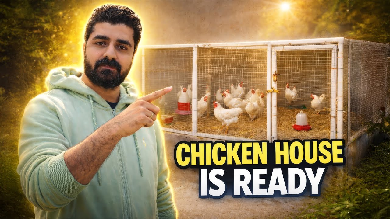 chicken house is Ready | chicken coop DIY #chickencoop