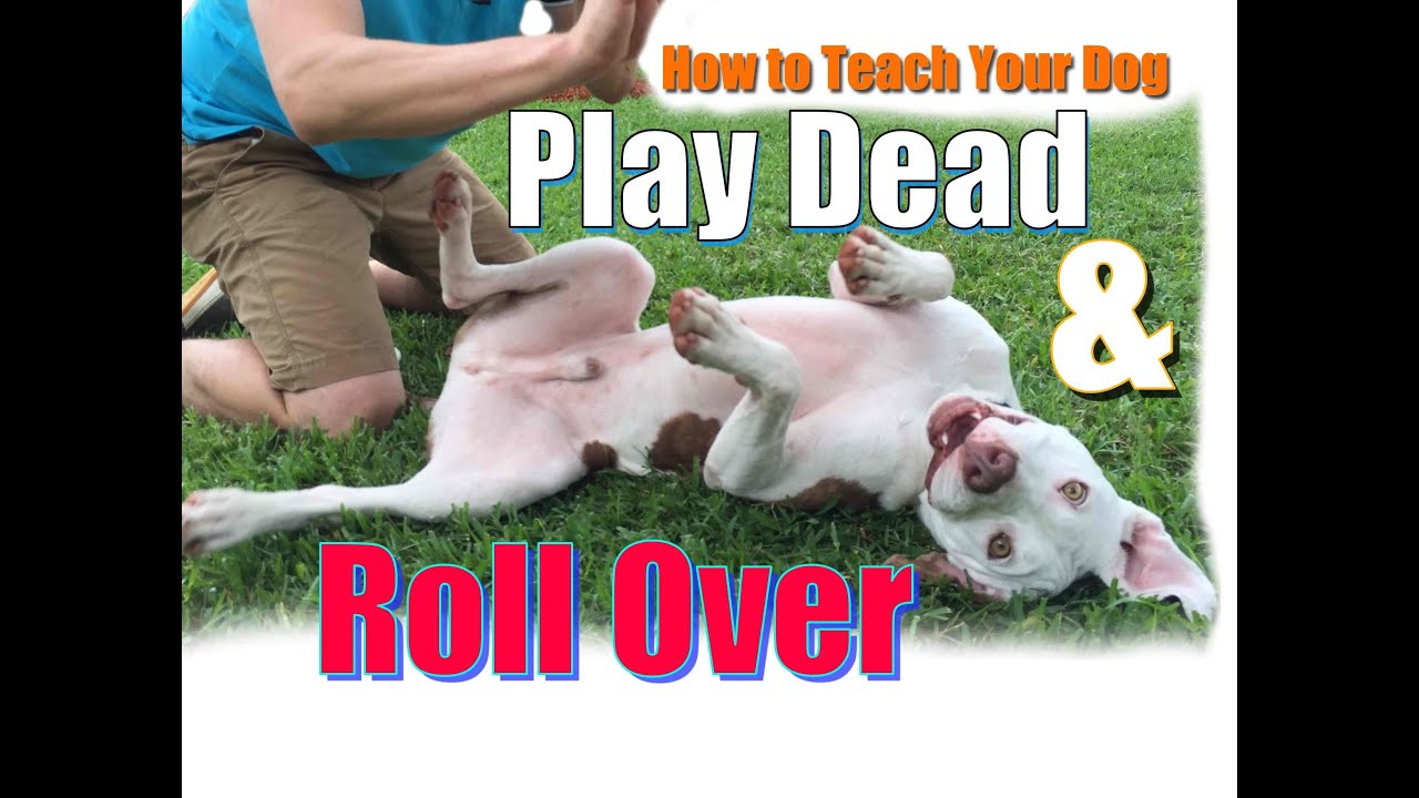 How to Teach Your Dog to  Roll Over and 