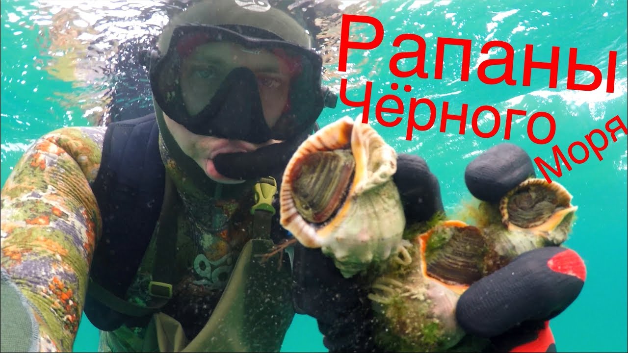 Рапаны чёрного моря