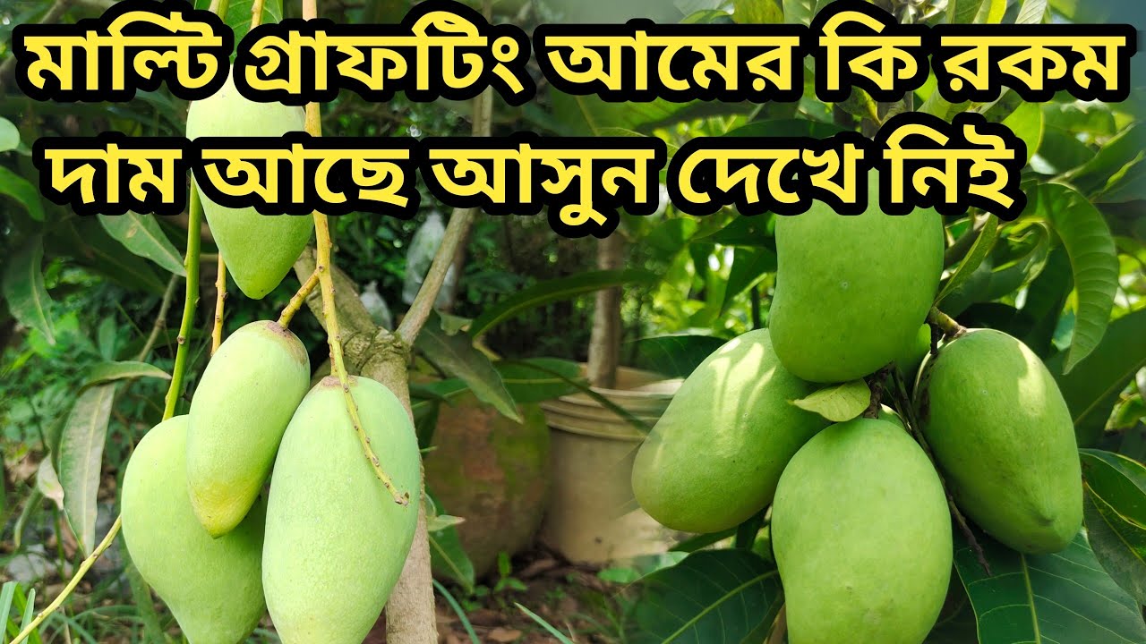 মাল্টি গ্রাফটিং আম গাছের কি রকম দাম আছে আসুন দেখে নিই।। Price of Multi-Grafting Mango Plants ।।