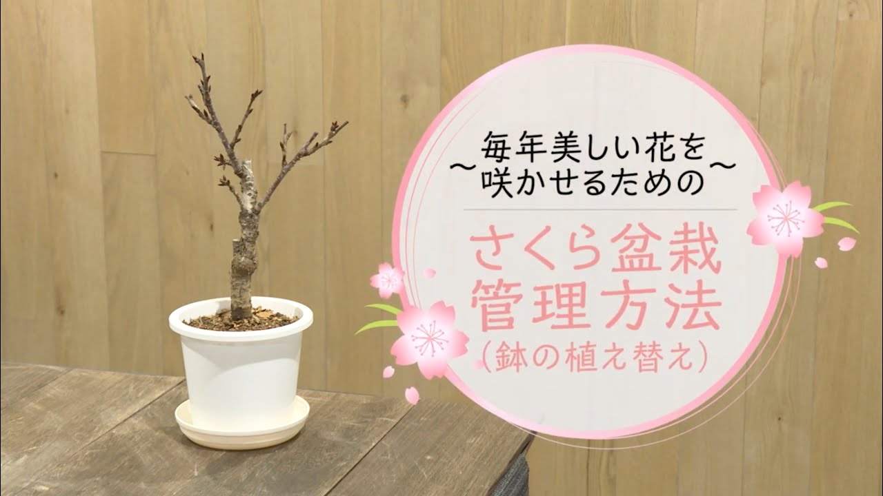 さくら盆栽管理方法（鉢の植え替え）