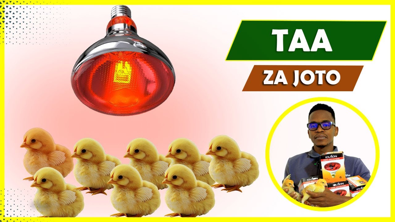 MATUMIZI SAHIHI YA TAA ZA JOTO WAKATI WA KULELEA VIFARANGA