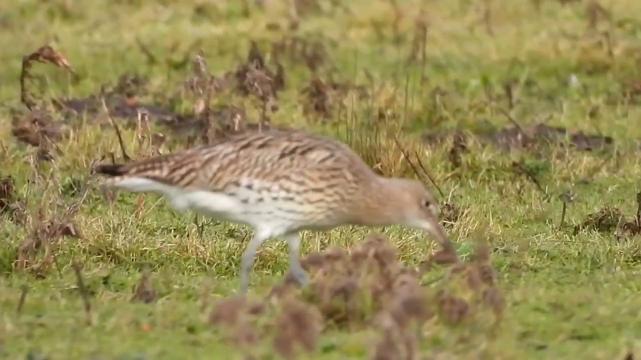 Grote groep foeragerende wulpen 🐦 | Spectaculair schouwspel in het weiland | Natuur met Peter