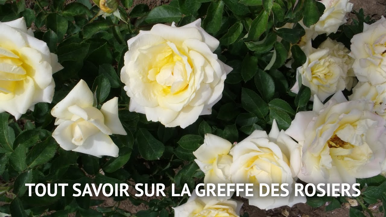 LA GREFFE DES ROSIERS : intérêts, conseils et étapes clés