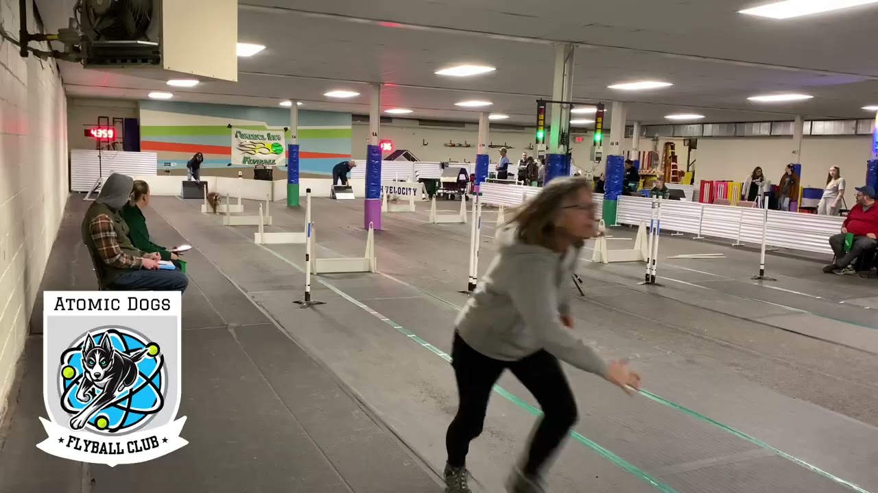 1/24/26 Race 56- Atomic Dogs Flyball Club {Bombs Away} // Animal Inn Winter 2026 Tournament