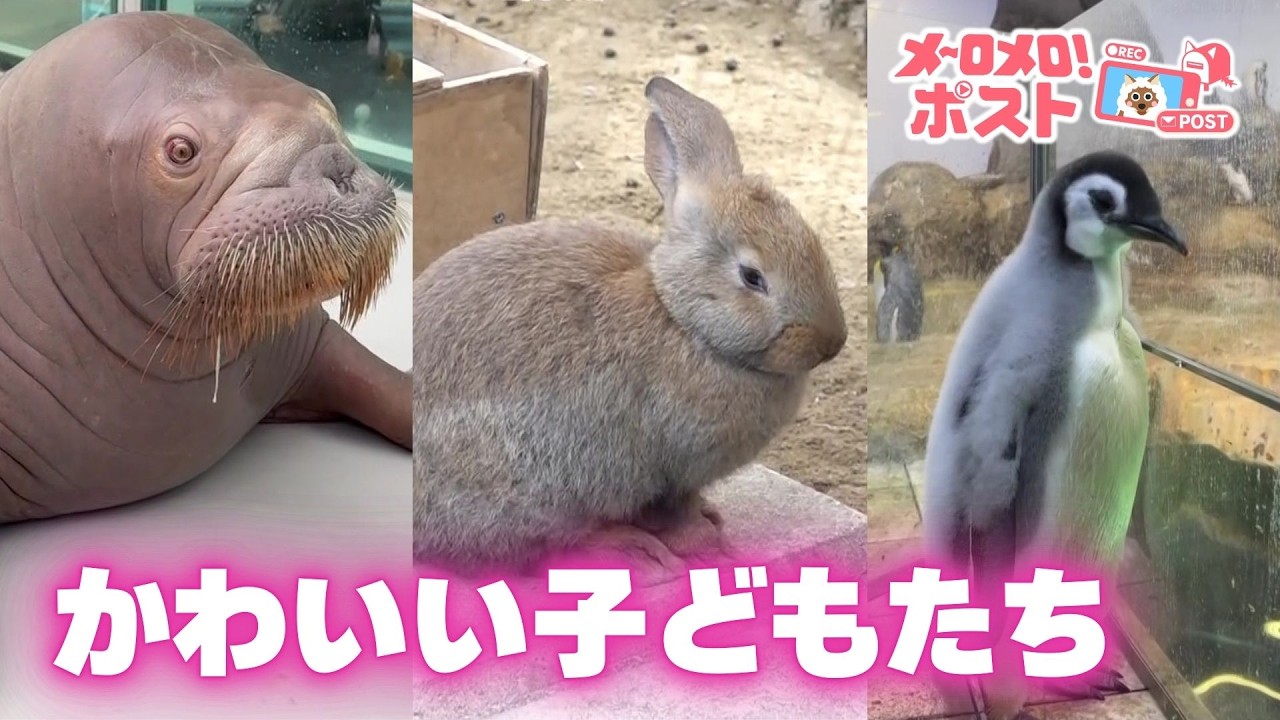 動物のかわいい子どもたち！世界最大級のウサギ＆セイウチのいちこちゃん＆飼育員を悩ませるペンギン？【メ～ロメロポスト】