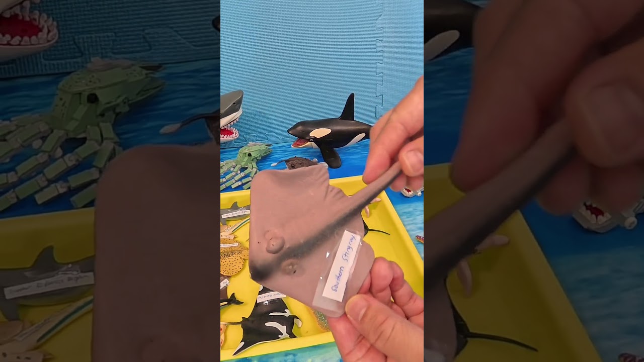 Ocean Toy Time! Southern Stingray: Crab Eaters & Diamond Bodies 💎