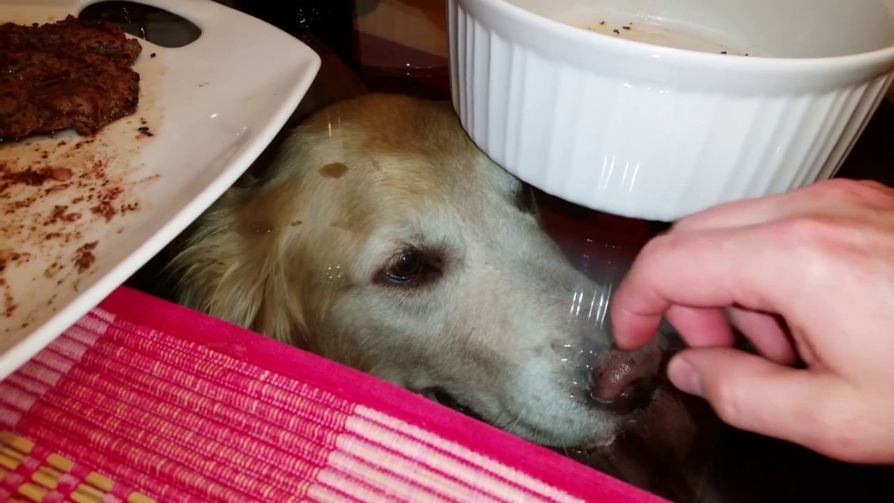 Hungry Dog Under the Glass Table Wants to Eat Steak! - English Cream Golden Retriever