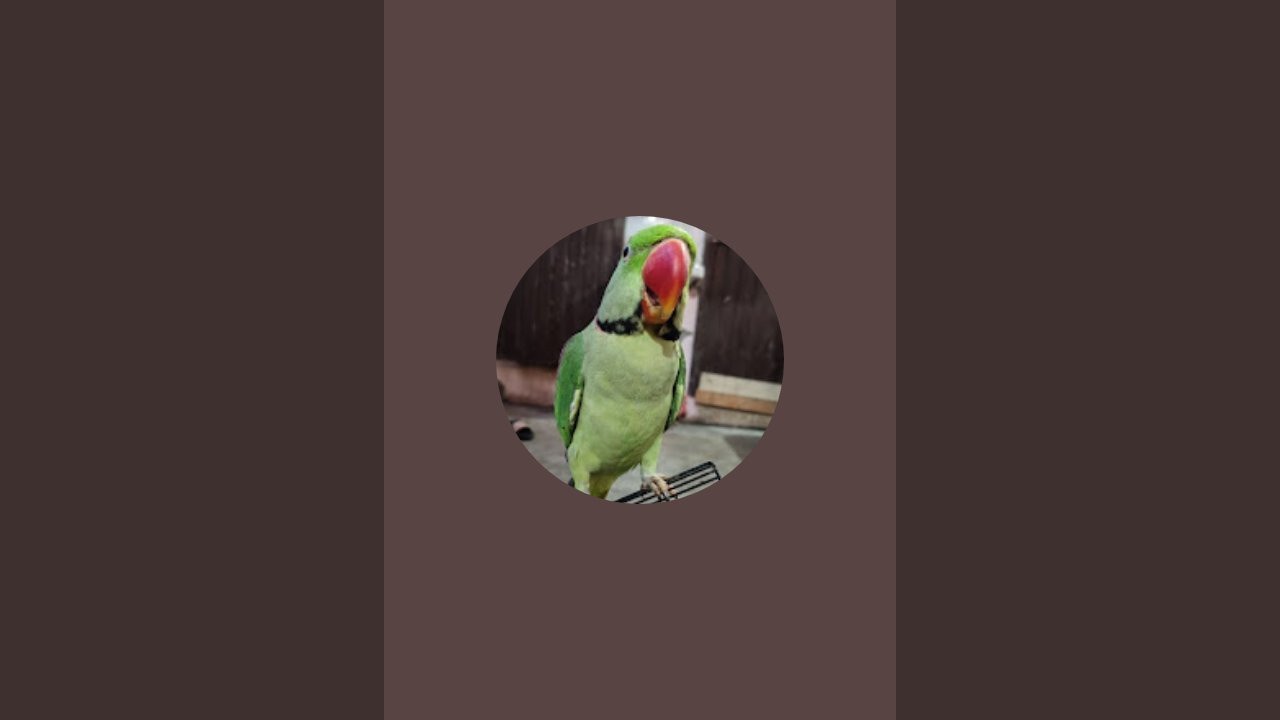 Parrot_famliy_ is live