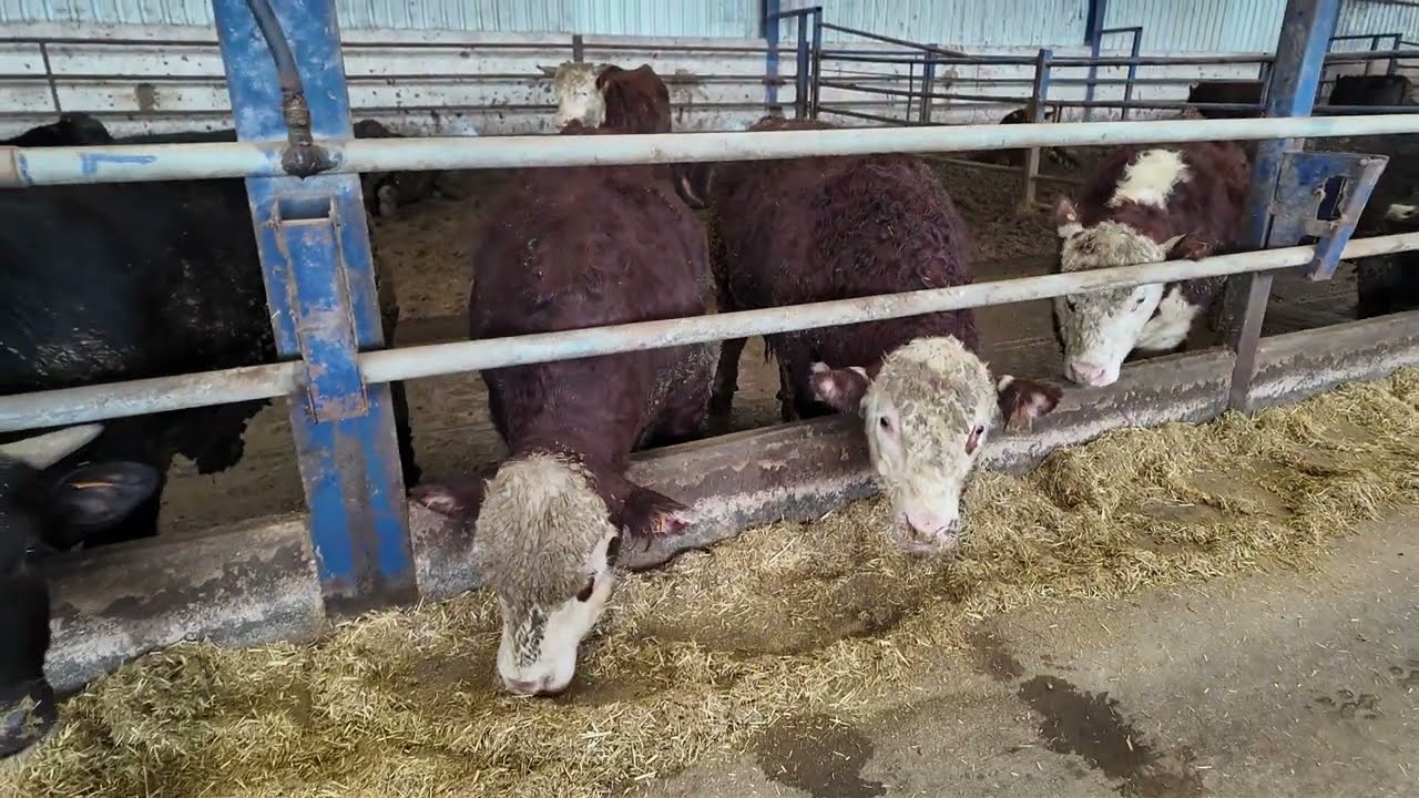 Besi Ne Zaman Biter? Irka Göre Kesim Ağırlığı ve Yağlanma: Angus vs Şarole vs Holstein