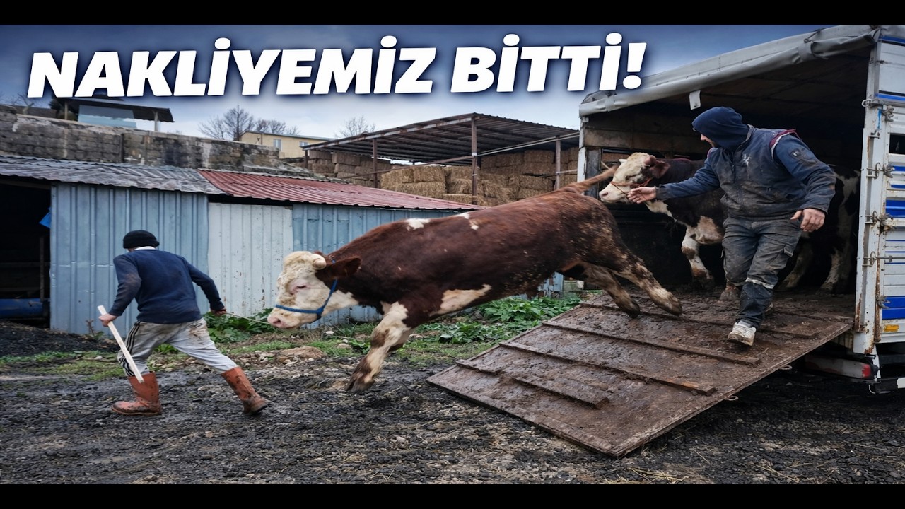 KURBANLIK NAKLİYEMİZ BİTTİ / SON DURUN / SATIŞLAR RAMAZANDAN SONRA BAŞLIYOR.