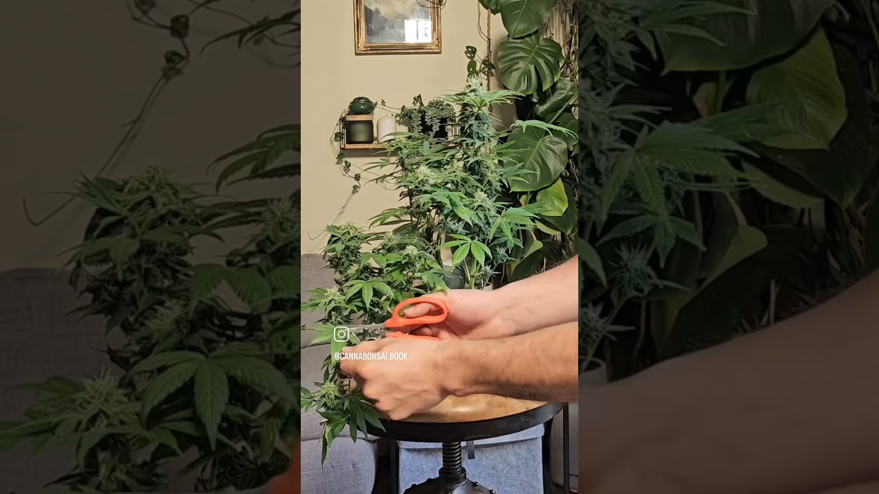 Cannabonsai defoliation to prevent bud rot