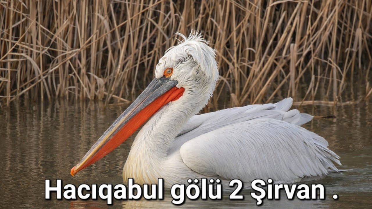 Hacıqabul gölü  Şirvan. Iki fevral ümümdunya su bataqlıq əraziləri günü .