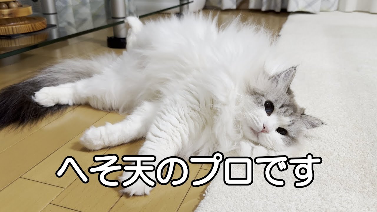 わが家にはへそ天のプロ猫がいらっしゃいます！