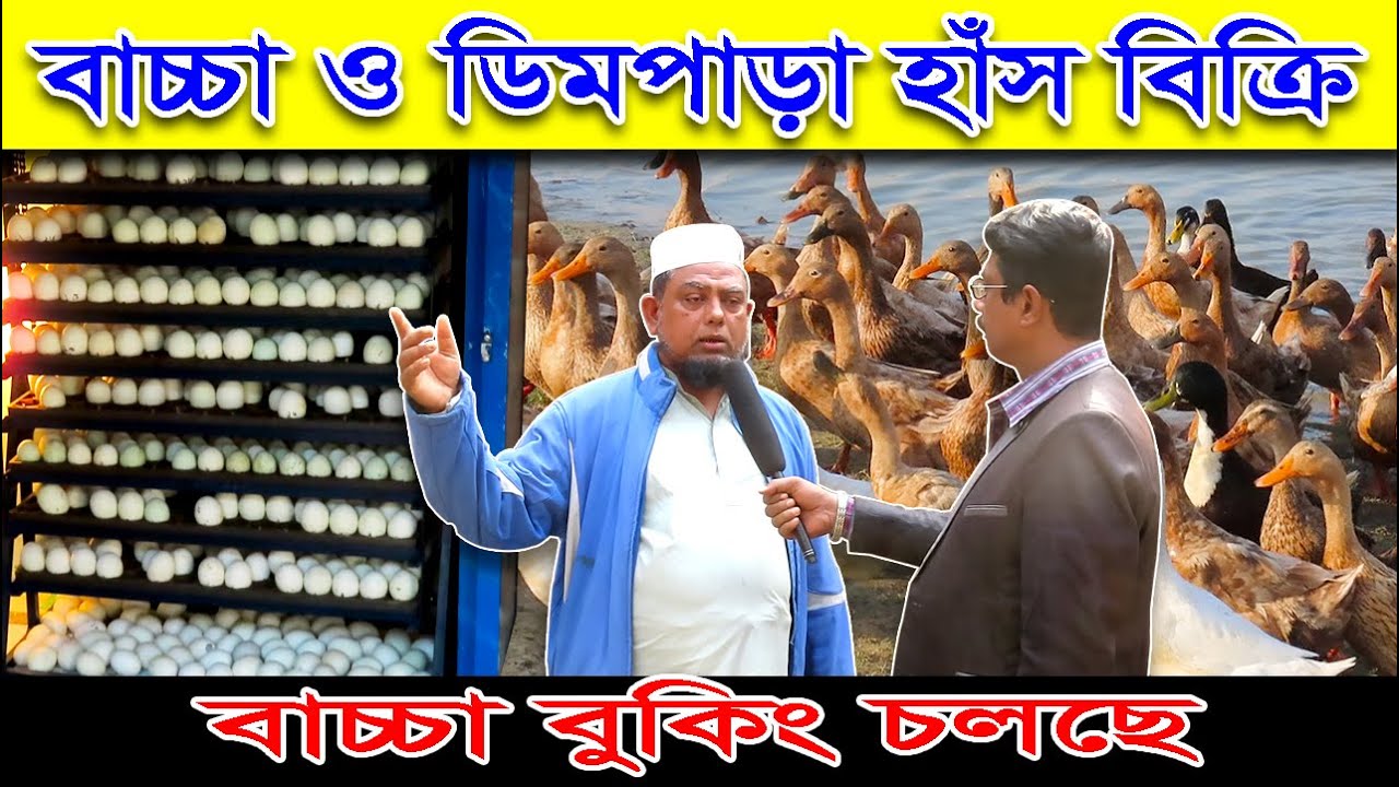 ডিম পাড়া হাঁস ও হাঁসের বাচ্চা বিক্রি করে স্বাবলম্বী কুমিল্লার রাহাতুন হাঁসের খামার    পর্ব—01