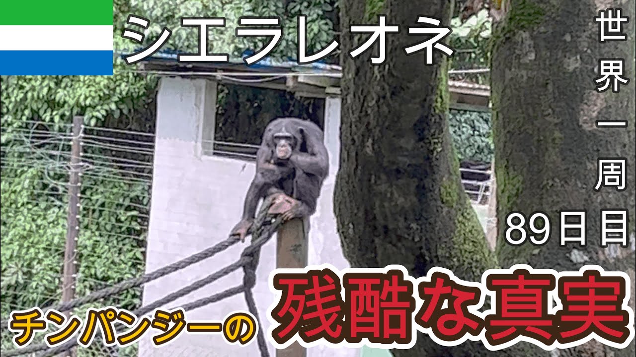 【残酷な真実も!?】アフリカでチンパンジーを見に行ってみた！【シエラレオネ観光#2(首都フリータウン)】【アフリカ26話】
