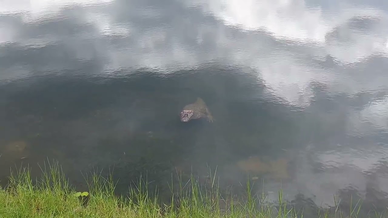 Lagoa do Plínio em Santo Estevão Bahia 🐦🐟🐊🦆