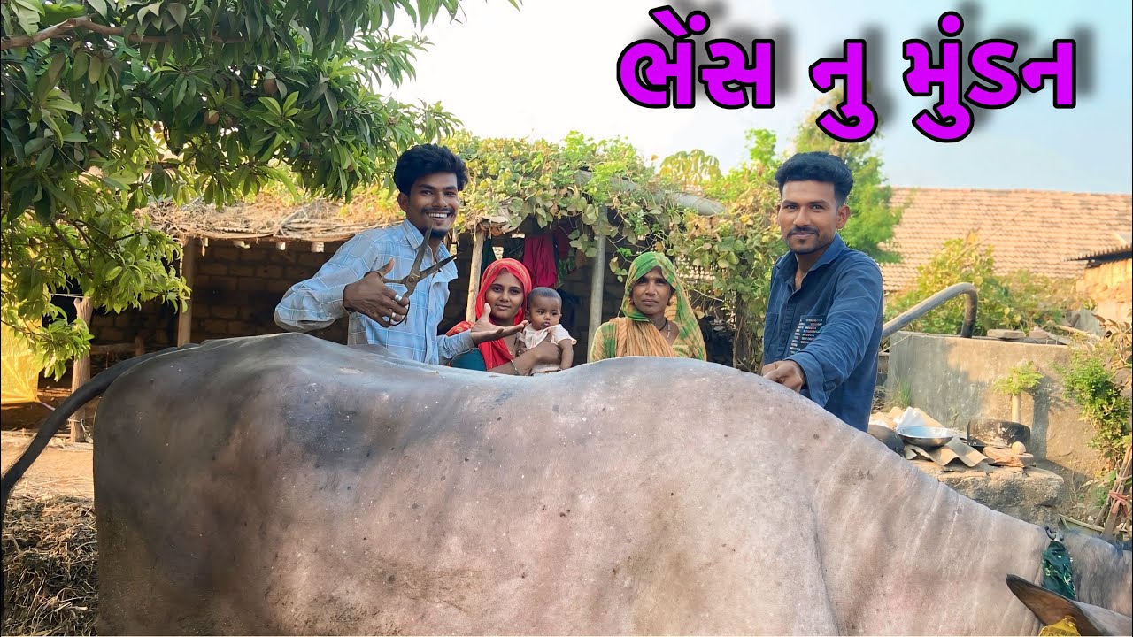 ભેંસ નુકરીયુ હેર કટિંગ || bhains nukriu hair cutting