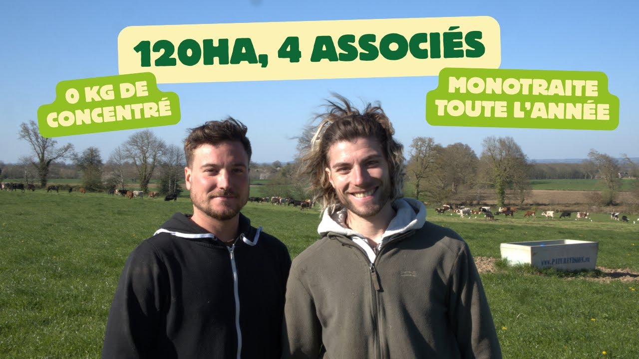 La Ferme Mauny : 4 associés, 180 vaches en monotraite et 0 concentrés