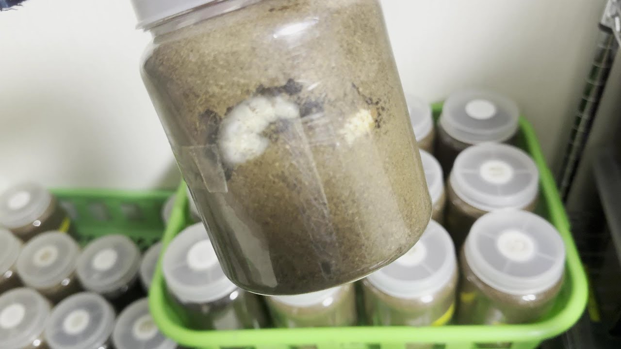 【ニジイロクワガタ巨大化】いま注目している発酵マット