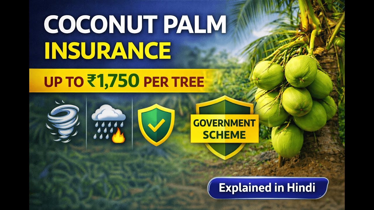 Coconut Palm Insurance Scheme | Get ₹1,750 Per Tree | Govt Scheme Explained| Eplained in Hindi