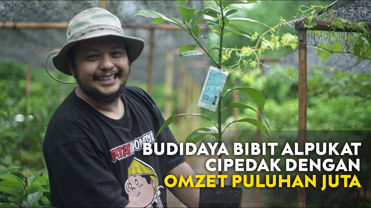 Budidaya Bibit Alpukat Cipedak Dengan Omzet Puluhan Juta