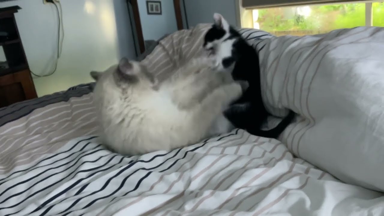 Brave kitten destroys wild snow leopard (brutal violence)