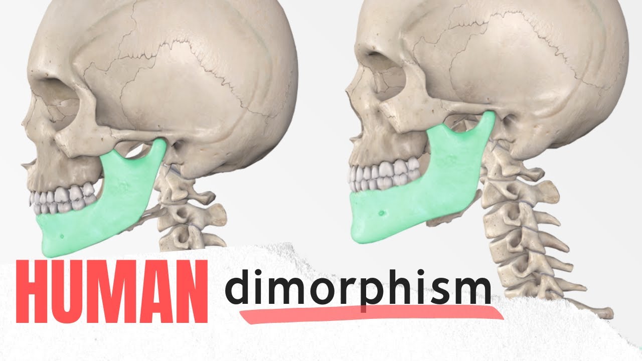 Human Sexual Dimorphism