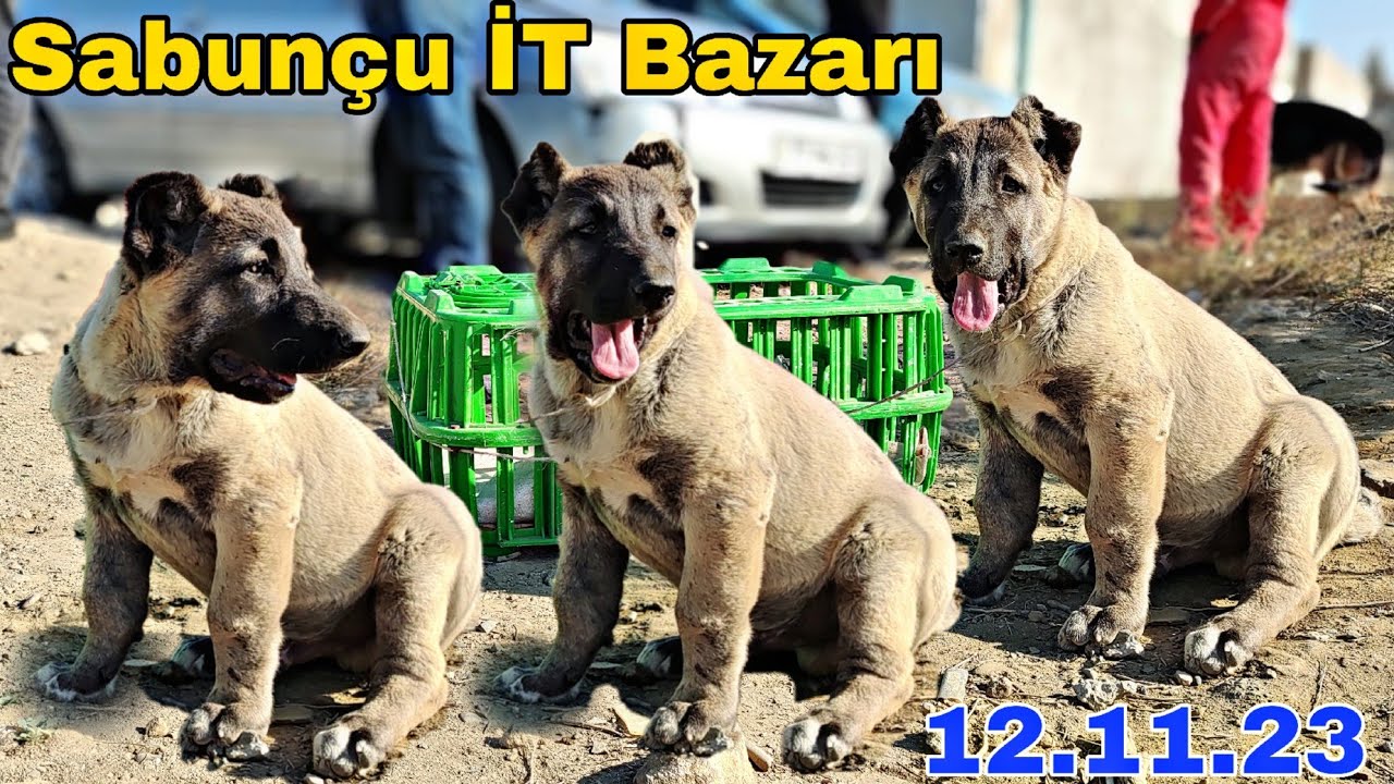 Sabunçu İT Bazarı 12 noyabr 2023 @mubarizemintv2271