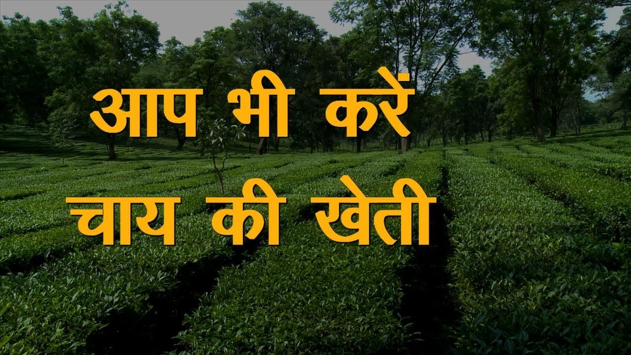Tea Farming In India Hindi | Tea Farming In India | क्या आप भी करना चाहते है चाय की खेती ?