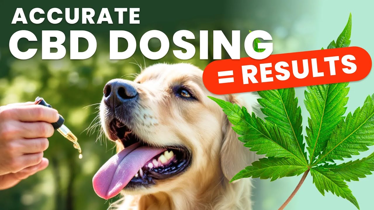 CBD Dosage for Dogs: How Much Is Too Much?